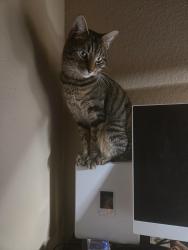 Lost Male Cat last seen The Oaks Appartment Complex, Georgetown, TX 78626