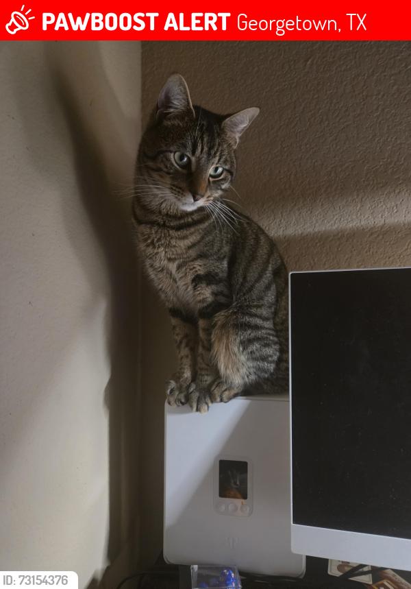 Lost Male Cat last seen The Oaks Appartment Complex, Georgetown, TX 78626