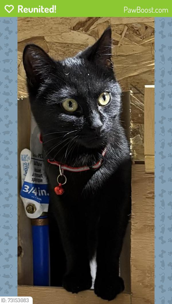 Reunited Female Cat last seen Near montée Harwood, Saint Lazare Qc, Saint-Lazare, QC J7T 2N3