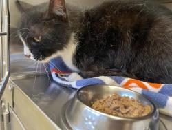 Shelter Stray Male Cat last seen 2ND ST, 11232 B Ave, Auburn, CA 95603, USA