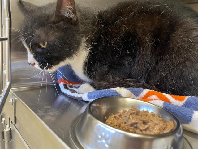 Shelter Stray Male Cat last seen 2ND ST, 11232 B Ave, Auburn, CA 95603, USA