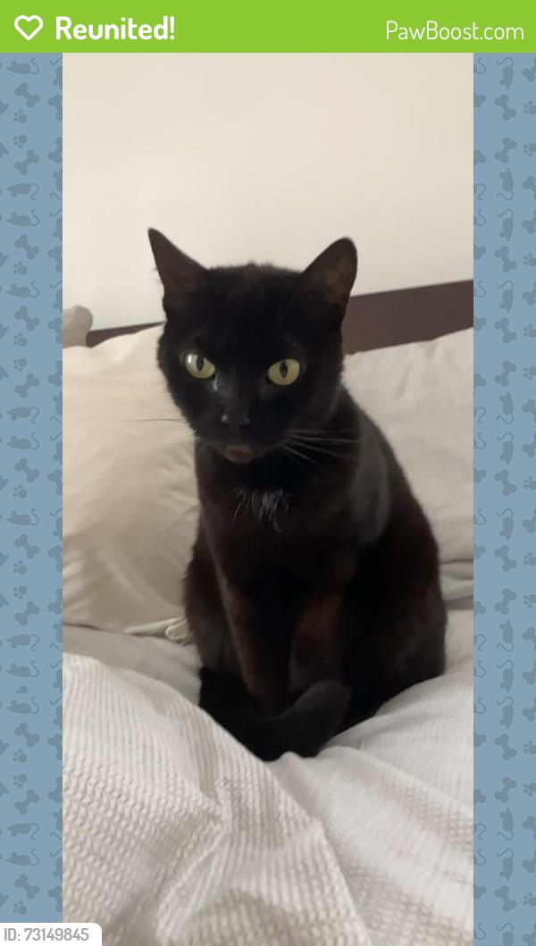 Reunited Female Cat last seen Near Block Willis Avenue, North of Burbank Blvd, Los Angeles, CA 91411