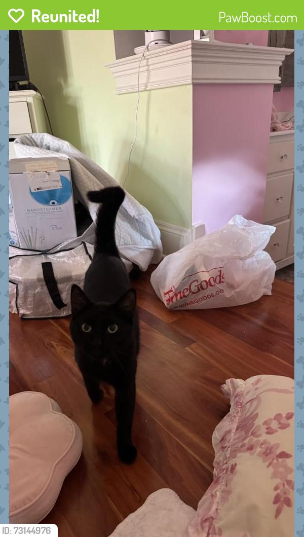 Reunited Unknown Cat last seen Centennial beach, Naperville, IL 60540