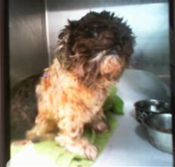 Shelter Stray Male Dog last seen CHARLOTTE, 8315 Byrum Dr, Charlotte, NC 28217, USA