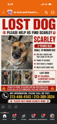 Reunited Female Dog last seen Near East Avenue J-4 Lancaster, CA 93535 United States, Lancaster, CA 93535