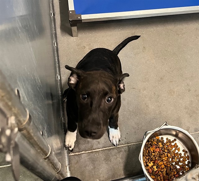 Shelter Stray Female Dog last seen WESTERN WAY/SCENIC ST LEESBURG, 12280 County Rd 448, Tavares, FL 32778, USA