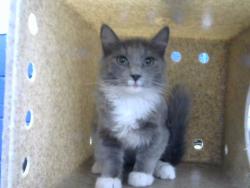 Shelter Stray Male Cat last seen Near BLOCK NATALIE AVE NE, 8920 Lomas Blvd NE, Albuquerque, NM 87112, USA