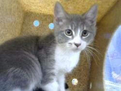 Shelter Stray Male Cat last seen Near BLOCK LOUISIANA BLVD SE, 8920 Lomas Blvd NE, Albuquerque, NM 87112, USA