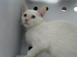 Shelter Stray Male Cat last seen Near BLOCK RITA DR NE (SEE NOTE), 8920 Lomas Blvd NE, Albuquerque, NM 87112, USA