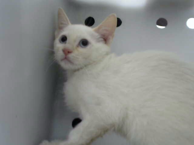 Shelter Stray Male Cat last seen Near BLOCK RITA DR NE (SEE NOTE), 8920 Lomas Blvd NE, Albuquerque, NM 87112, USA
