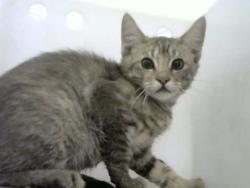 Shelter Stray Unknown Cat last seen Near BLOCK RITA DR NE, 8920 Lomas Blvd NE, Albuquerque, NM 87112, USA
