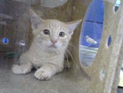 Shelter Stray Male Cat last seen Near BLOCK RITA DR NE, 8920 Lomas Blvd NE, Albuquerque, NM 87112, USA