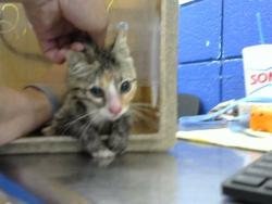 Shelter Stray Female Cat last seen Near BLOCK 6LITTLEWE, 8920 Lomas Blvd NE, Albuquerque, NM 87112, USA