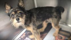 Shelter Stray Male Dog last seen , 3201 Lacy St, Los Angeles, CA 90031, USA