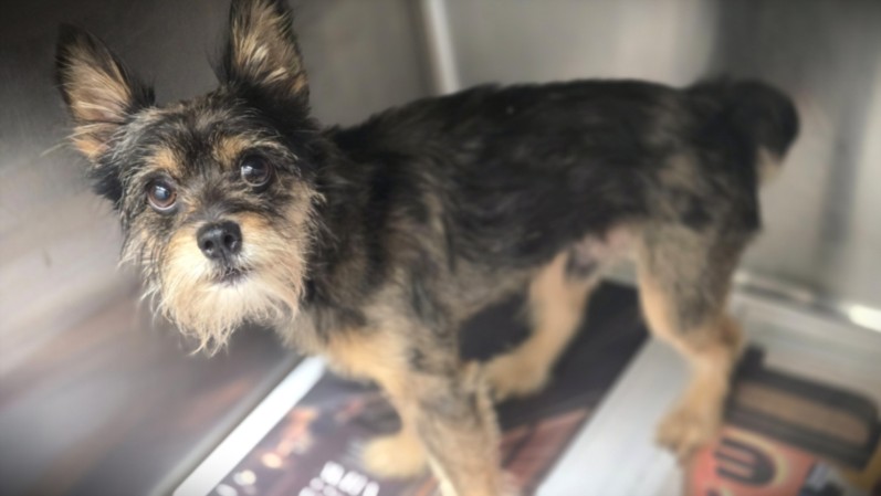 Shelter Stray Male Dog last seen , 3201 Lacy St, Los Angeles, CA 90031, USA
