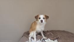 Shelter Stray Female Dog last seen , 3201 Lacy St, Los Angeles, CA 90031, USA
