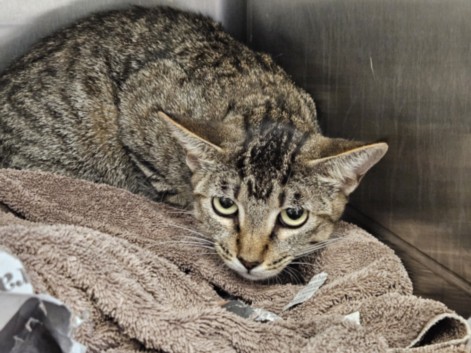 Shelter Stray Female Cat last seen , 3201 Lacy St, Los Angeles, CA 90031, USA