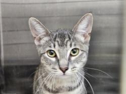 Shelter Stray Female Cat last seen , 3201 Lacy St, Los Angeles, CA 90031, USA