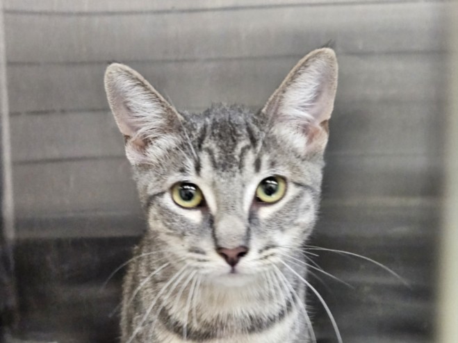 Shelter Stray Female Cat last seen , 3201 Lacy St, Los Angeles, CA 90031, USA