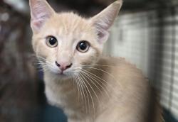 Shelter Stray Male Cat last seen , 3201 Lacy St, Los Angeles, CA 90031, USA