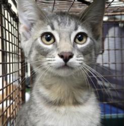 Shelter Stray Male Cat last seen , 3201 Lacy St, Los Angeles, CA 90031, USA