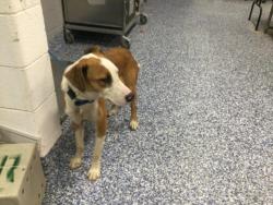 Shelter Stray Male Dog last seen Near BLOCK DILLON RD, DESERT HOT SPRINGS, CA, 72050 Pet Land Pl, Thousand Palms, CA 92276, USA
