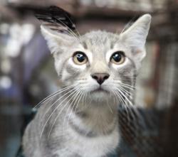 Shelter Stray Male Cat last seen , 3201 Lacy St, Los Angeles, CA 90031, USA