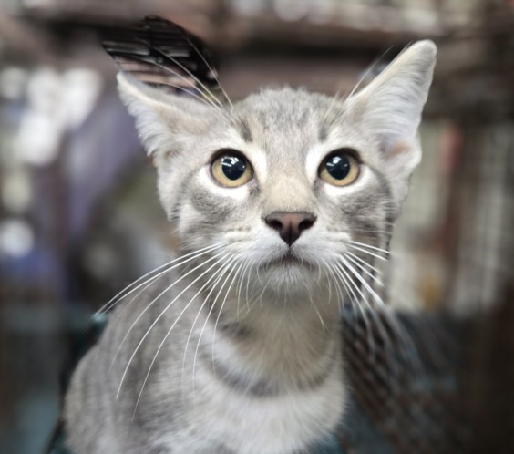Shelter Stray Male Cat last seen , 3201 Lacy St, Los Angeles, CA 90031, USA
