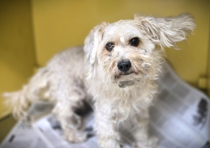 Shelter Stray Male Dog last seen , 3201 Lacy St, Los Angeles, CA 90031, USA