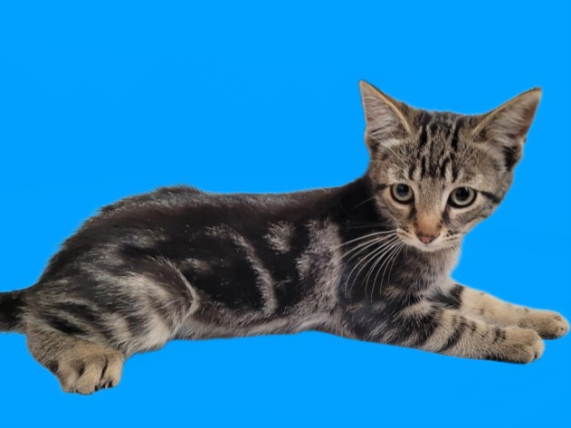 Shelter Stray Male Cat last seen , 3201 Lacy St, Los Angeles, CA 90031, USA