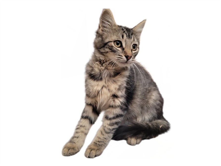 Shelter Stray Male Cat last seen , 3201 Lacy St, Los Angeles, CA 90031, USA