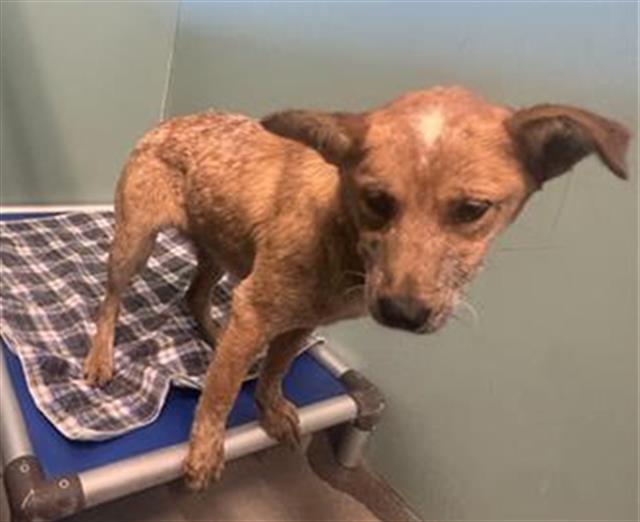 Shelter Stray Female Dog last seen , 600 Aviation Dr, Camarillo, CA 93010, USA
