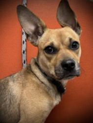 Shelter Stray Female Dog last seen , 3201 Lacy St, Los Angeles, CA 90031, USA