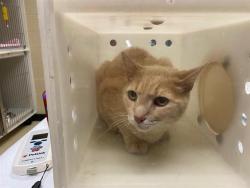 Shelter Stray Male Cat last seen Near BLOCK W FOREST HOME AVE, 3839 W Burnham St, West Milwaukee, WI 53215, USA