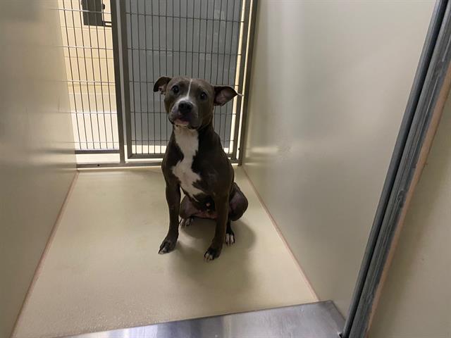 Shelter Stray Female Dog last seen Near BLOCK N 89TH ST, 3839 W Burnham St, West Milwaukee, WI 53215, USA