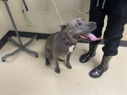 Shelter Stray Female Dog last seen 60TH NATIONAL, 3839 W Burnham St, West Milwaukee, WI 53215, USA