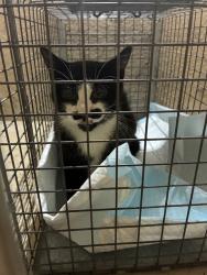 Shelter Stray Male Cat last seen Near BLOCK WALTER AVE, 3528 Newburg Rd, Louisville, KY 40218, USA
