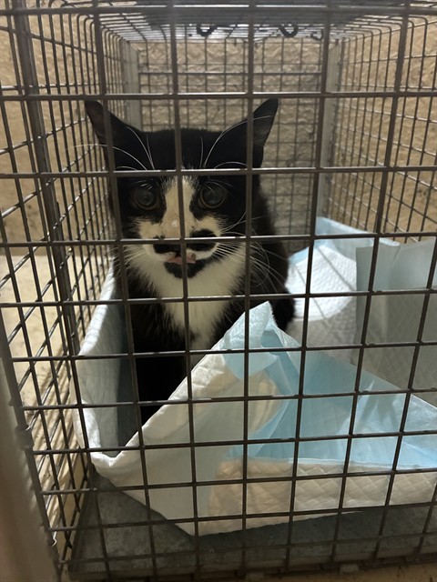 Shelter Stray Male Cat last seen Near BLOCK WALTER AVE, 3528 Newburg Rd, Louisville, KY 40218, USA