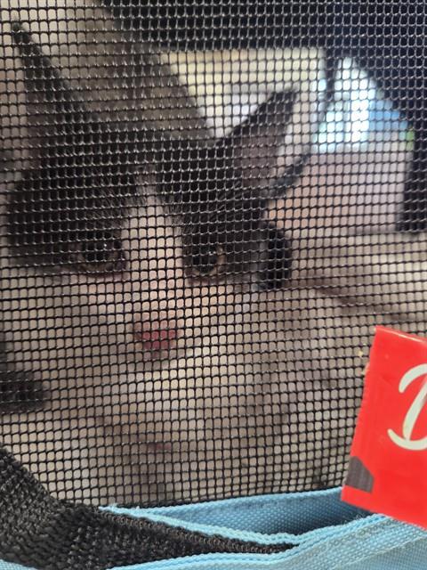 Shelter Stray Male Cat last seen Near BLOCK LYNDON FARM CT, 3528 Newburg Rd, Louisville, KY 40218, USA