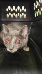 Shelter Stray Female Cat last seen Near BLOCK GARDEN GREEN WAY, 3528 Newburg Rd, Louisville, KY 40218, USA