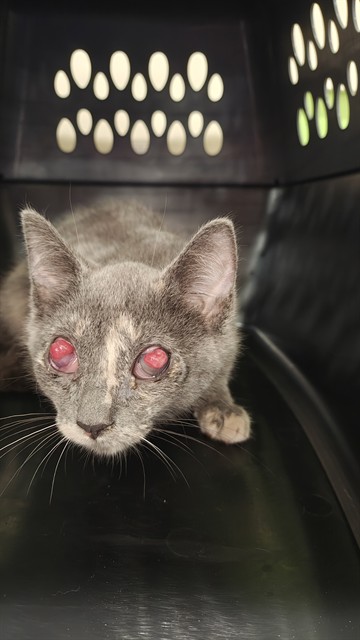Shelter Stray Female Cat last seen Near BLOCK GARDEN GREEN WAY, 3528 Newburg Rd, Louisville, KY 40218, USA