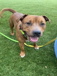Shelter Stray Male Dog last seen Near BLOCK SW 142 AVE, 3599 NW 79th Ave, Doral, FL 33122, USA