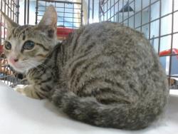 Shelter Stray Female Cat last seen Near BLOCK SW 4 ST, 3599 NW 79th Ave, Doral, FL 33122, USA
