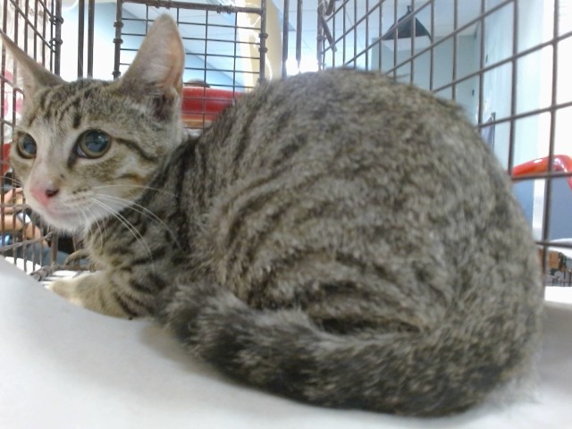 Shelter Stray Male Cat last seen Near BLOCK SW 4 ST, 3599 NW 79th Ave, Doral, FL 33122, USA