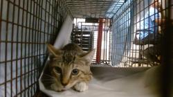 Shelter Stray Male Cat last seen Near BLOCK SW 4 ST, 3599 NW 79th Ave, Doral, FL 33122, USA