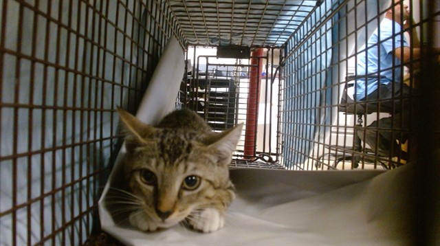 Shelter Stray Female Cat last seen Near BLOCK SW 4 ST, 3599 NW 79th Ave, Doral, FL 33122, USA