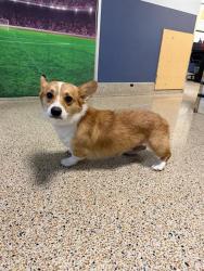 Shelter Stray Female Dog last seen Near BLOCK NW 41 AVE RD, 3599 NW 79th Ave, Doral, FL 33122, USA