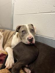 Shelter Stray Male Dog last seen Near, 2600 S Harding St, Indianapolis, IN 46221, USA
