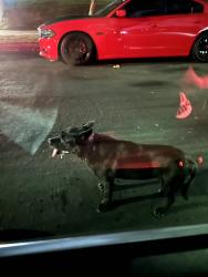 Found/Stray Unknown Dog last seen Olympic Blvd. /Le Claire Place, Los Angeles, CA 90019