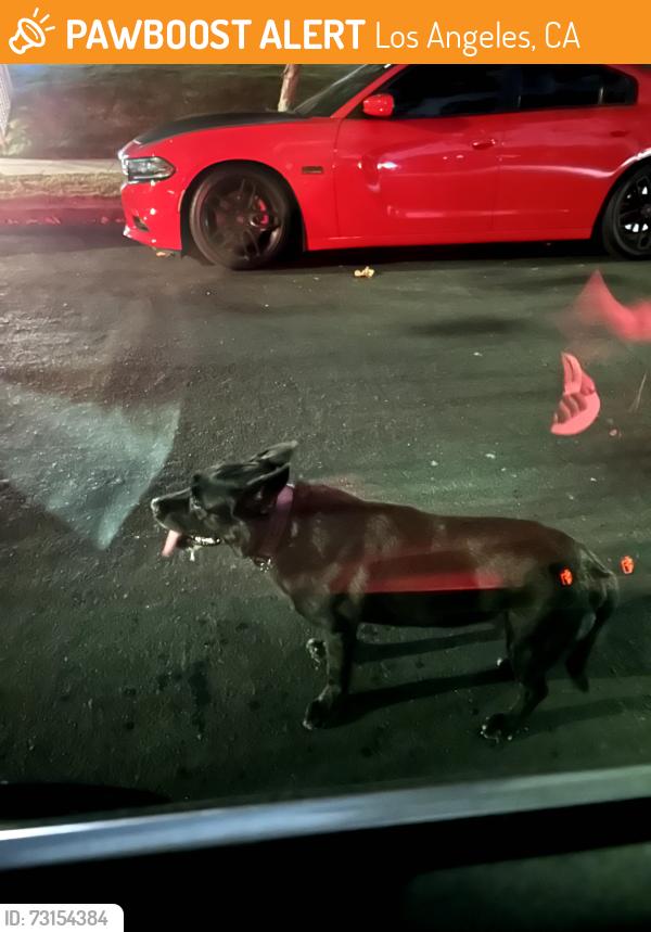 Found/Stray Unknown Dog last seen Olympic Blvd. /Le Claire Place, Los Angeles, CA 90019